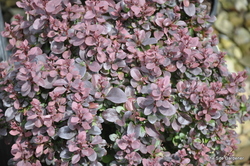 Berberis thunbergii f. atropurpurea 'Concorde' — photo 4